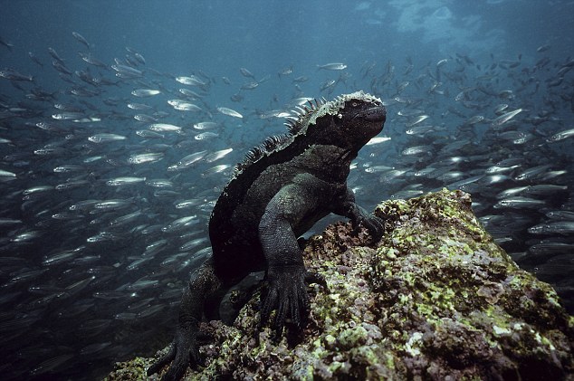 iguana-sottomarina-01.jpg