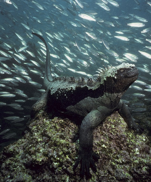 iguana-sottomarina-02.jpg