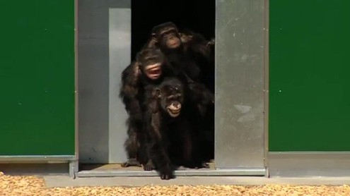 scimpanz%C3%A8-liberi-dopo-30-anni.jpg