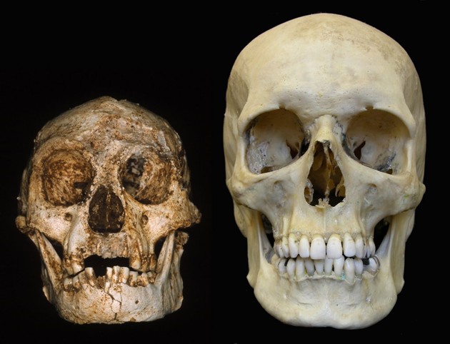 homo-floresiensis-hobbit-03.jpg