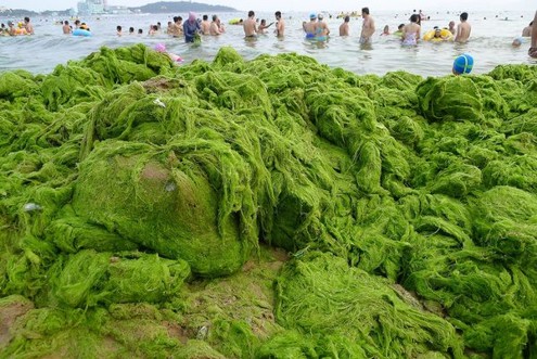 marea-verde-cina-3.jpg