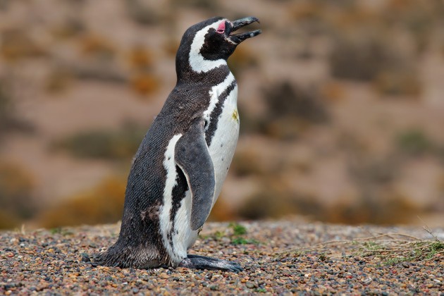 pinguino-di-magellano.jpg