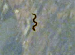 serpente-orbita-zeroid-01.jpg