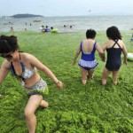 Cina: la marea verde