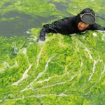 Cina: la marea verde